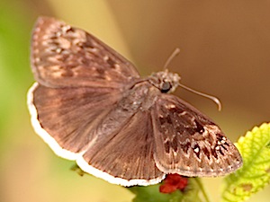 Funereal Duskywing Butterfly